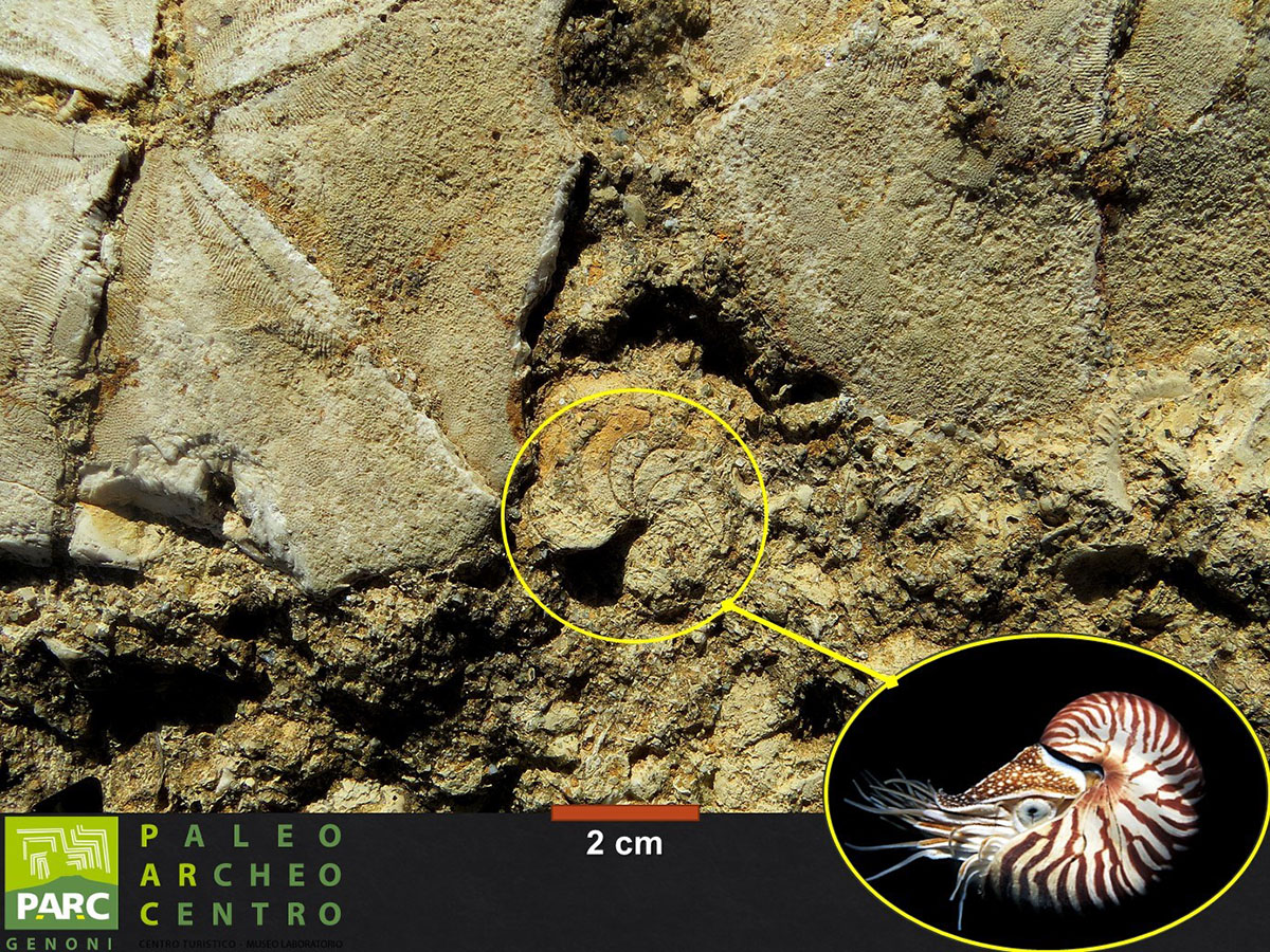 Museo Parc di Genoni: il nautilus fossile confrontato con l'attuale