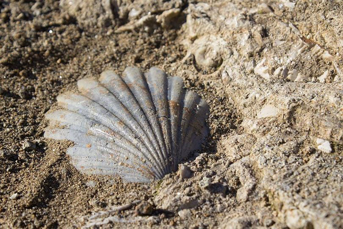 Fossili Cava “Duidduru”, Genoni