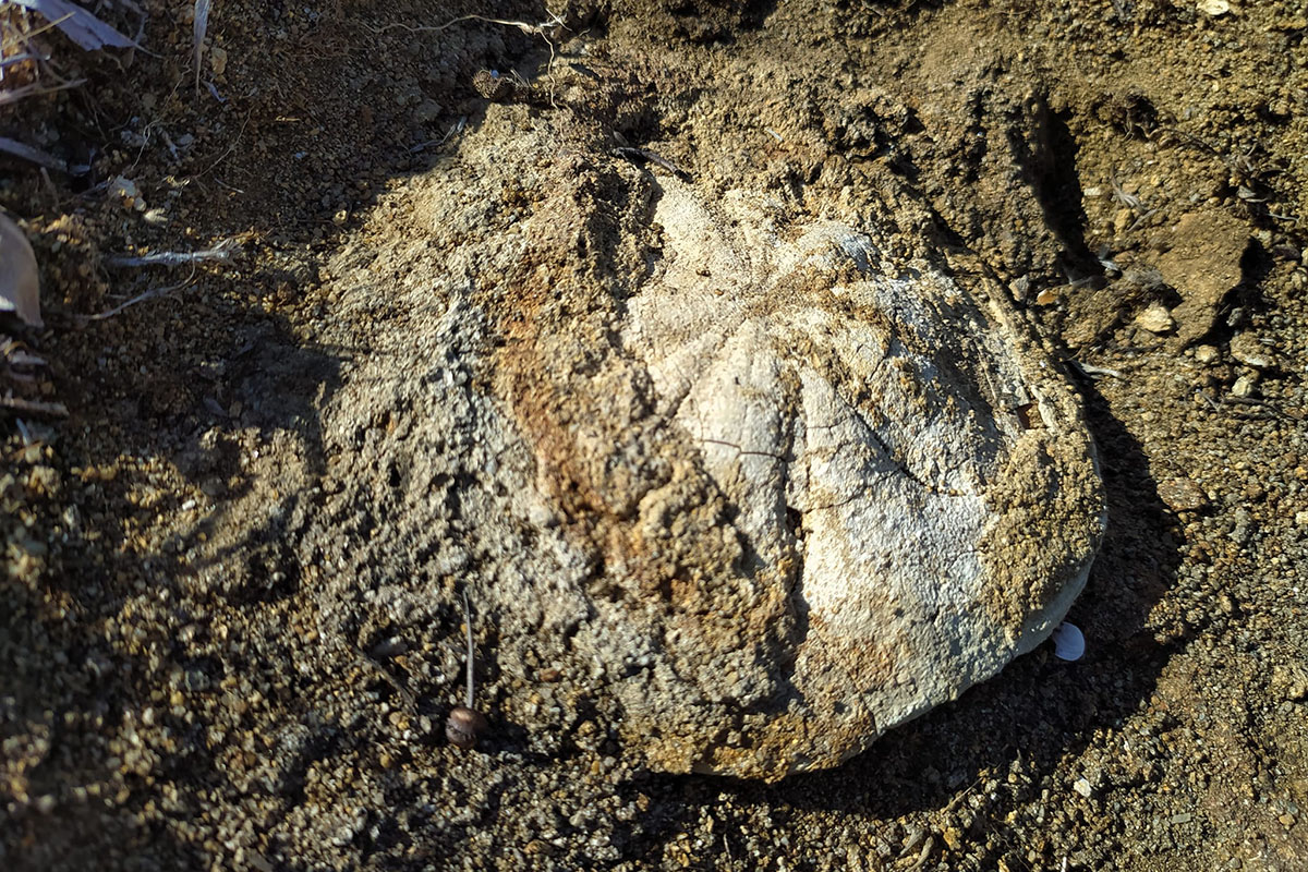 Fossili Cava “Duidduru”, Genoni