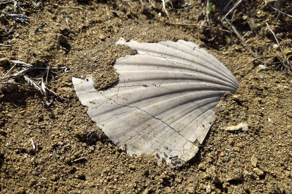 Fossili Cava “Duidduru”, Genoni