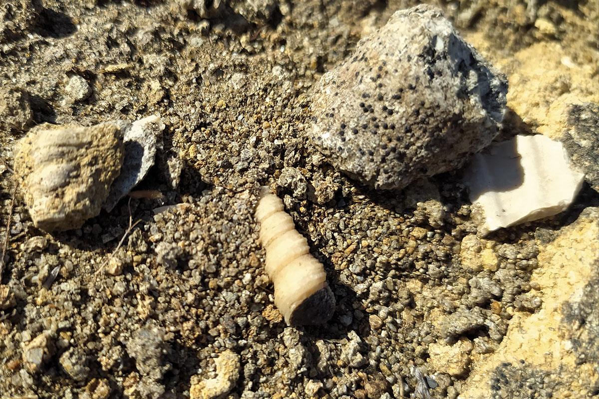Fossili Cava “Duidduru”, Genoni