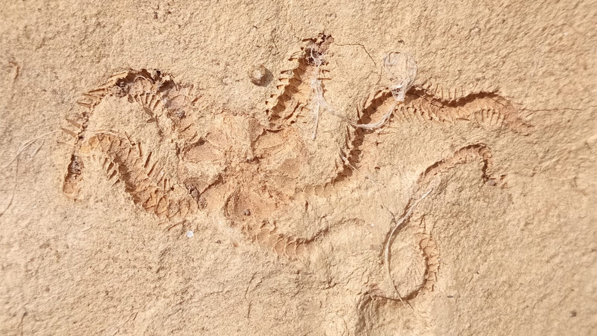 Stella di mare di Villanovaforru