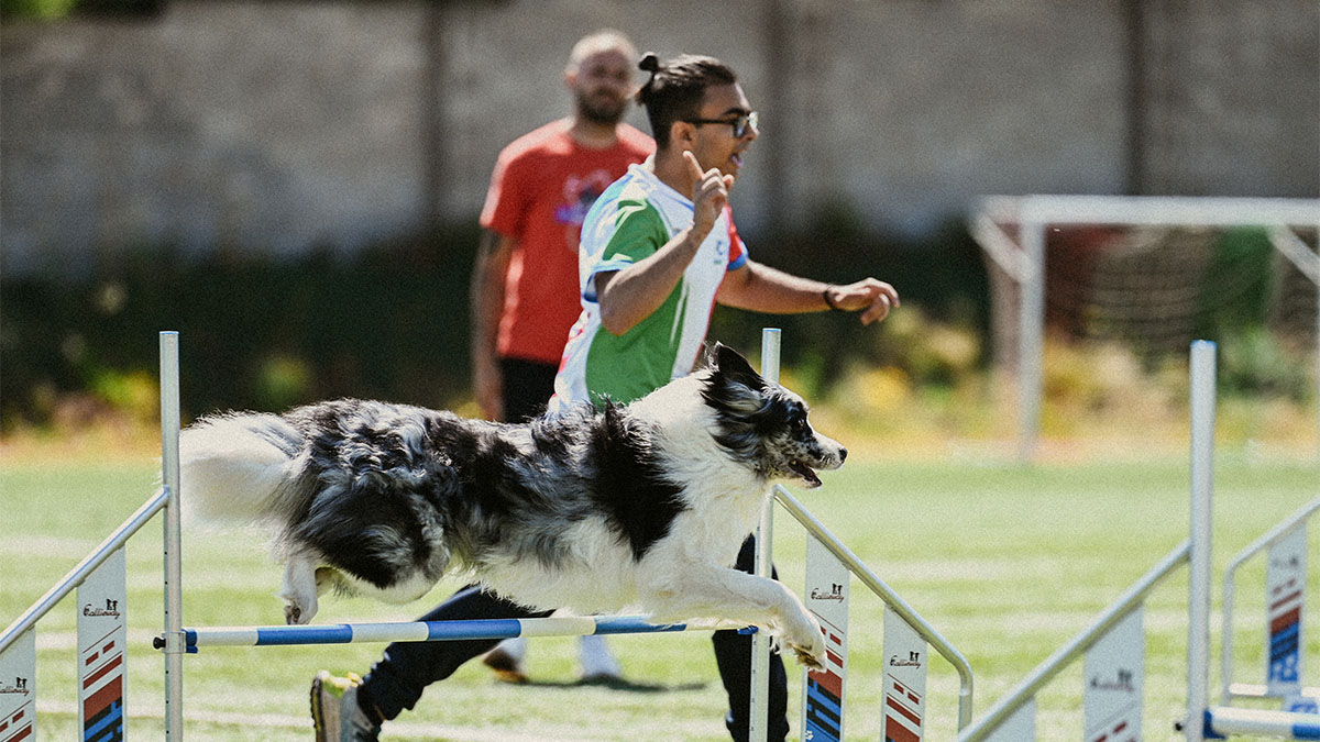 Agility Dog Show. ? Beatrice Cirronis