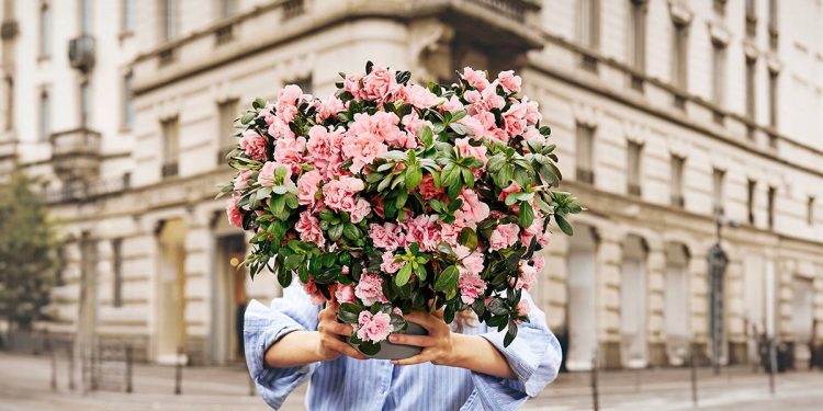 Azalea della Ricerca di AIRC