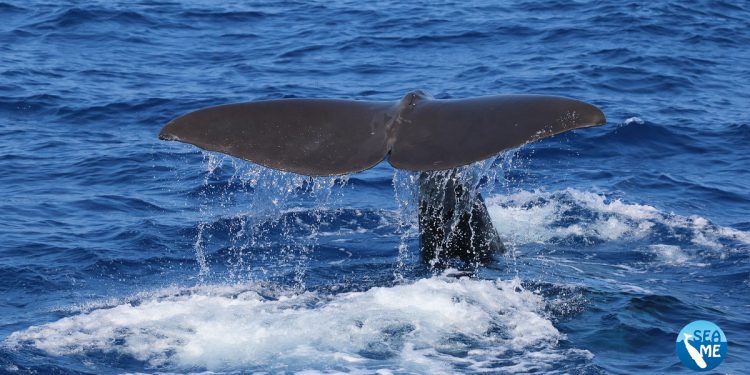Capodoglio. ? Seame Sardinia