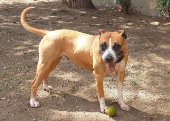 Duana al Canile Comunale di Cagliari