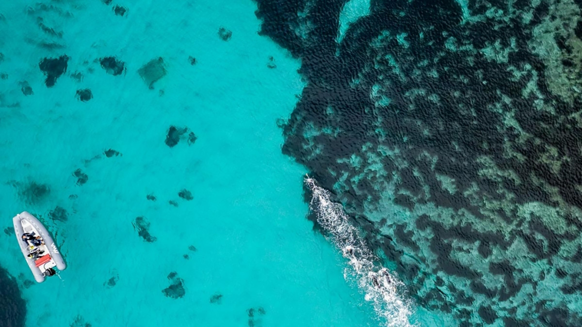 Il fondale di Golfo Aranci. ? Andrea Masini DBM