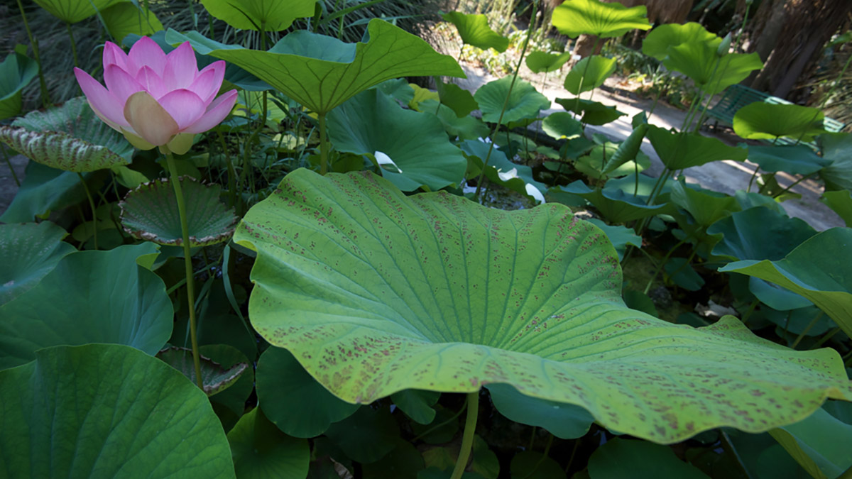 L'Orto Botanico di Cagliari