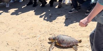La liberazione in mare della tartaruga Nicoletta