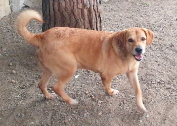 Nutella al Canile Municipale di Cagliari