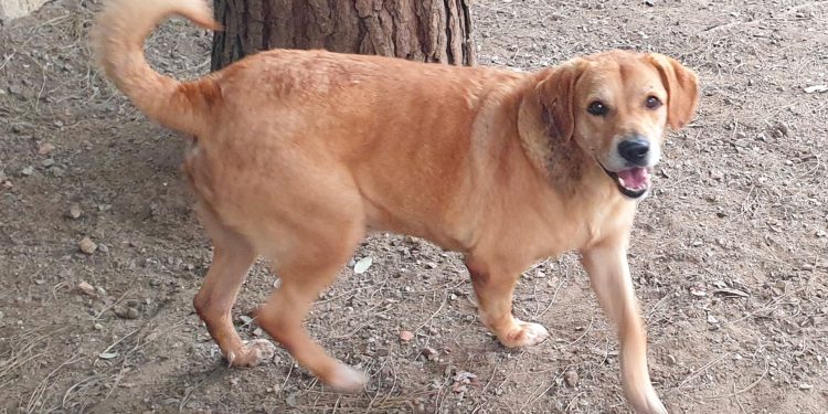 Nutella al Canile Municipale di Cagliari