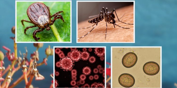 Stintino, workshop sulle zoonosi