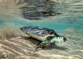 Salvataggio Caretta caretta a La Maddalena. ? FB @ParcoLaMaddalena