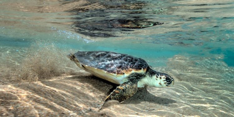 Salvataggio Caretta caretta a La Maddalena. 📷 FB @ParcoLaMaddalena