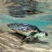 Salvataggio Caretta caretta a La Maddalena. ? FB @ParcoLaMaddalena