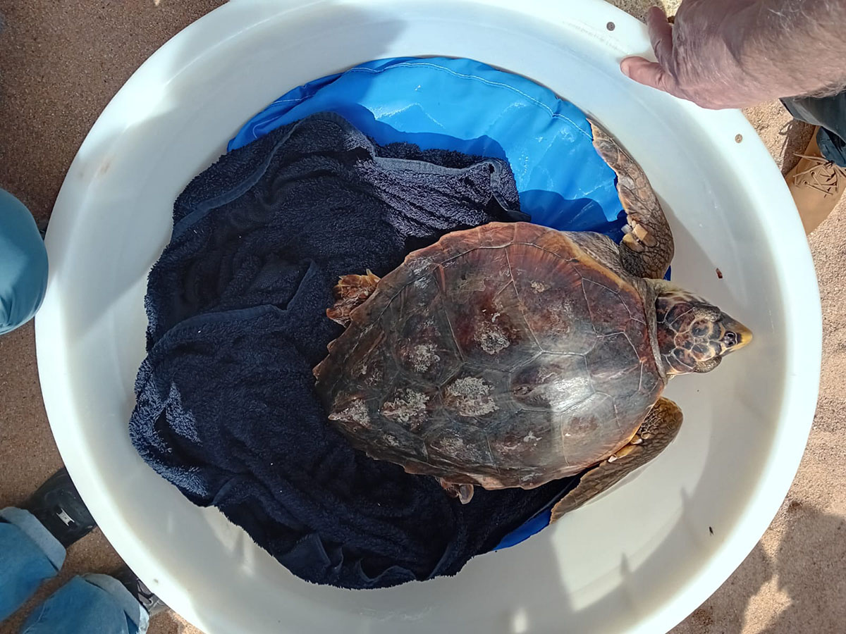 Salvataggio Caretta caretta a La Maddalena. ? @ParcoLaMaddalena