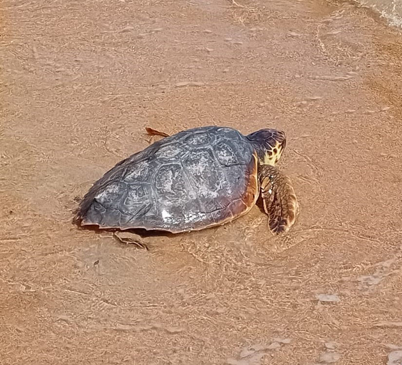 Salvataggio Caretta caretta a La Maddalena. 📷 @ParcoLaMaddalena