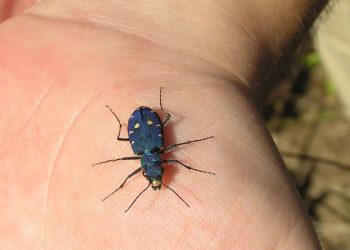 Cicindela campestris saphyrina. ? Marco | naturamediterraneo.com