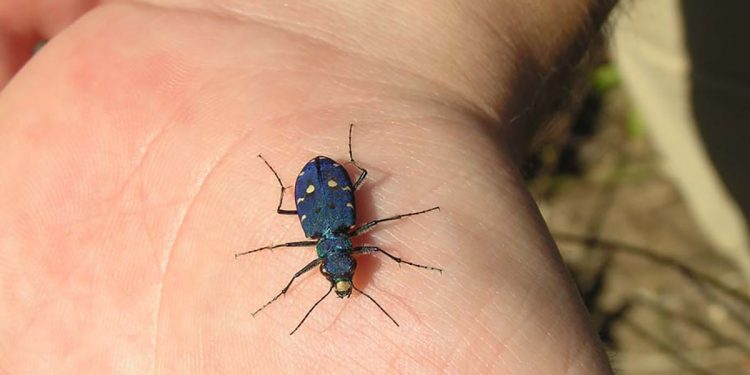 Cicindela campestris saphyrina. ? Marco | naturamediterraneo.com