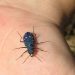 Cicindela campestris saphyrina. ? Marco | naturamediterraneo.com