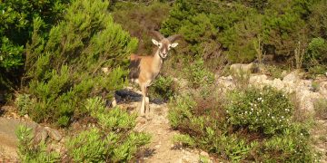 Giovane Muflone al pascolo presso Pedra Bianca nella foresta Usinavà. ©Claudio Altana | Ente Foreste della Sardegna