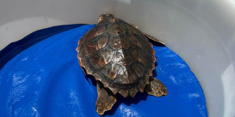La tartaruga Caretta caretta Francesca