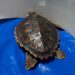 La tartaruga Caretta caretta Francesca