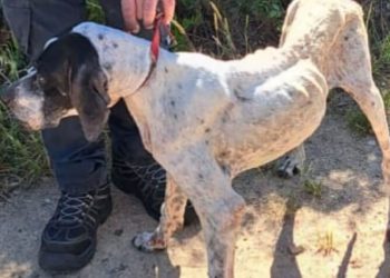 Nola, la pointer ridotta pelle e ossa sequestrata dalle guardie zoofile di Oristano