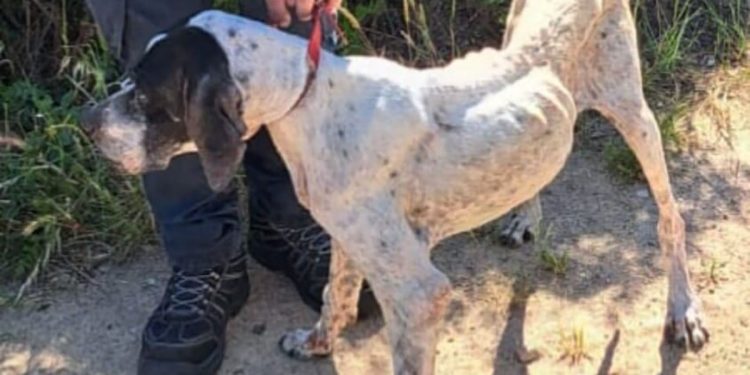 Nola, la pointer ridotta pelle e ossa sequestrata dalle guardie zoofile di Oristano