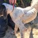 Nola, la pointer ridotta pelle e ossa sequestrata dalle guardie zoofile di Oristano