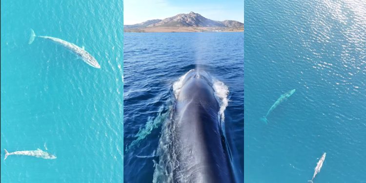 Mamma balena e il suo cucciolo nuotano all’Asinara