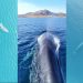 Mamma balena e il suo cucciolo nuotano all’Asinara
