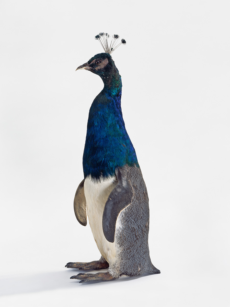 Thomas Grünfeld (Leverkusen, 1956) - "Misfit (Peacock/ Penguin)", 2005 - Tassidermia - Collezione Jan Peter Kern, Germania