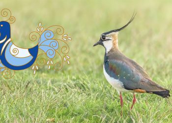 La pavoncella sarda e la pavoncella (Vanellus vanellus). 📷 Depositphotos