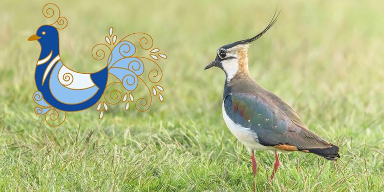 La pavoncella sarda e la pavoncella (Vanellus vanellus). 📷 Depositphotos