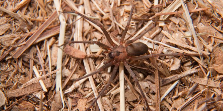 Ragno violino. ? Depositphotos