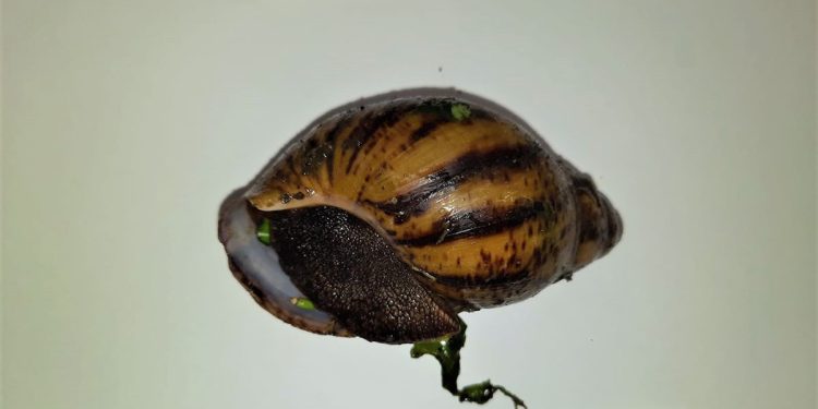 Alghero, sequestrate chiocciole giganti africane provenienti dalla Nigeria