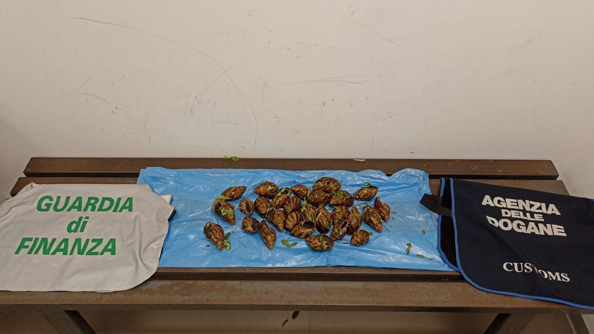 Alghero, sequestrate chiocciole giganti africane provenienti dalla Nigeria