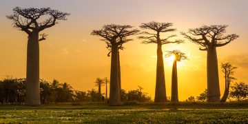 Avenue des baobab, tra Morondava e Belo Sur Tsiribihina. ? Depositphotos