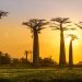 Avenue des baobab, tra Morondava e Belo Sur Tsiribihina. ? Depositphotos