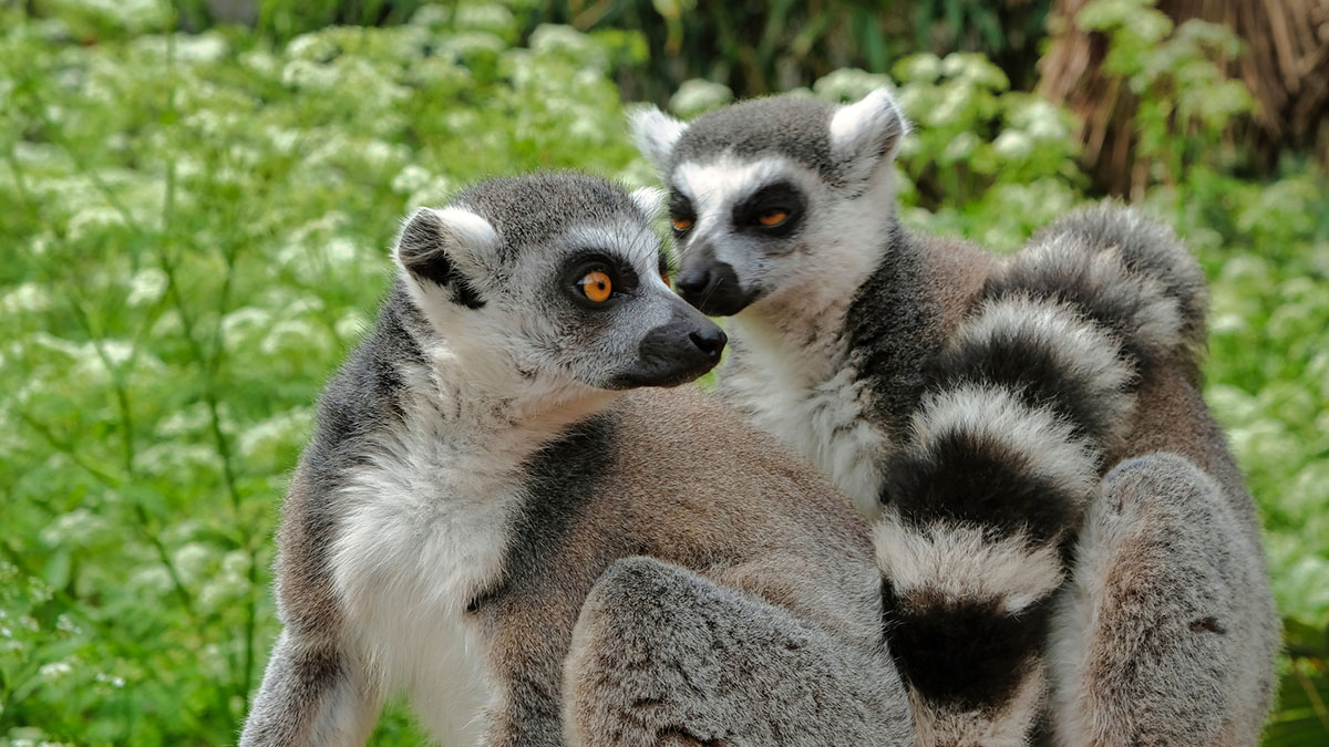 Due giovani lemuri nel Parco Nazionale di Ranomafana, in Madagascar. ? Depositphotos