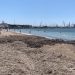 Rimozione della posidonia al Lido di Alghero