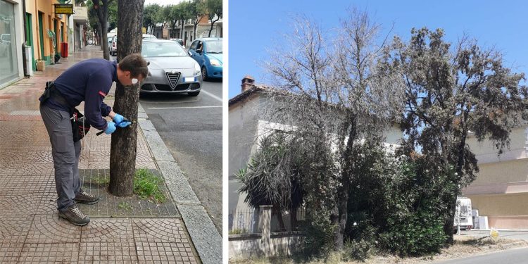 Oristano, un leccio di via Mazzini sottoposto a un intervento fitosanitario