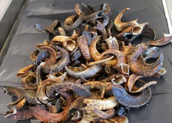 Le corna di montone sequestrate da ADM all'aeroporto di Elmas