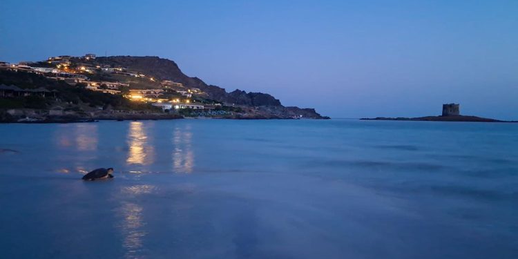 Una tartaruga Caretta caretta depone le uova sulla spiaggia La Pelosa di Stintino
