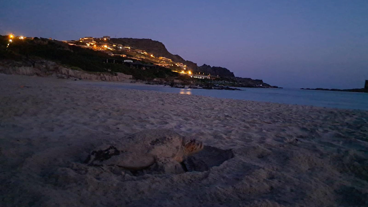 Una tartaruga Caretta caretta depone le uova sulla spiaggia La Pelosa di Stintino