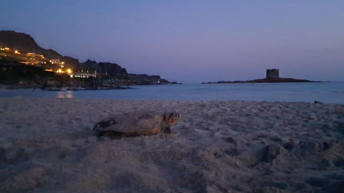 Una tartaruga Caretta caretta depone le uova sulla spiaggia La Pelosa di Stintino