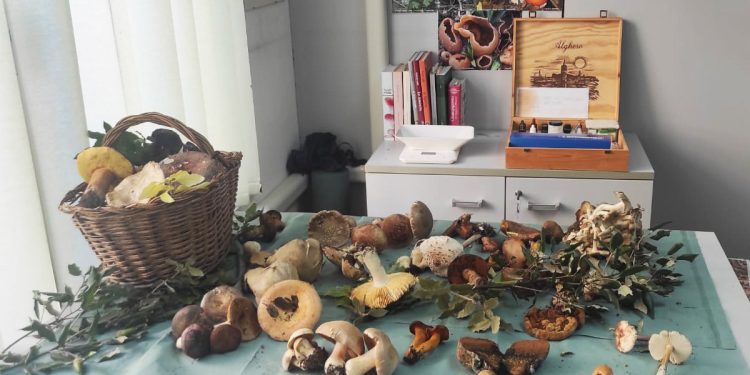 Alcuni esemplari di funghi portati all'ispettorato di Alghero