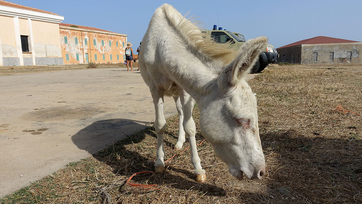 Un asinello bianco dell'Asinara. 📷 Max Folle | AdobeStock