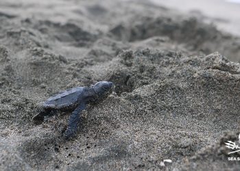 Caretta Caretta, Progetto Jairo